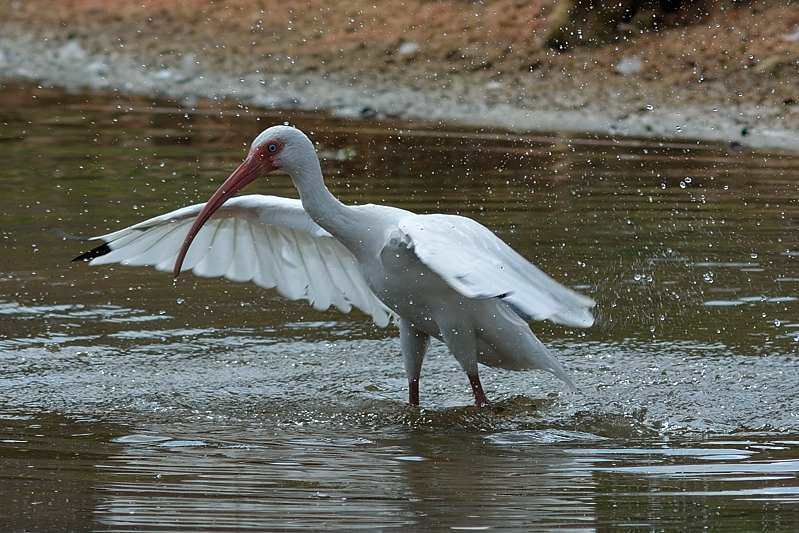 Witte Ibis